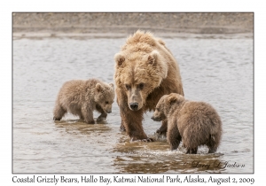 Coastal Grizzly Bears