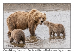 Coastal Grizzly Bears