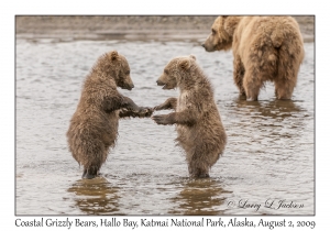 Coastal Grizzly Bears