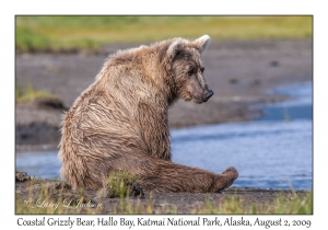 Coastal Grizzly Bear