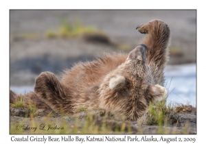 Coastal Grizzly Bear