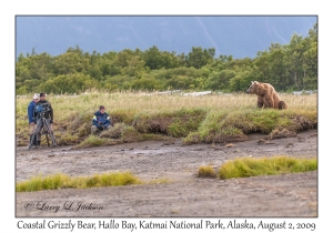 Coastal Grizzly Bear