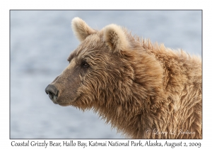 Coastal Grizzly Bear