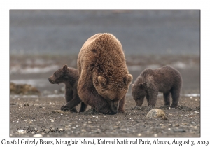 Coastal Grizzly Bears