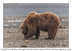 Coastal Grizzly Bear