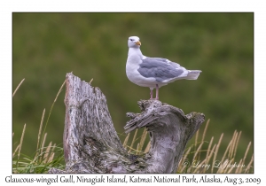 Glaucous-winged Gull