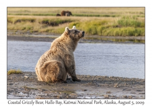 Coastal Grizzly Bear