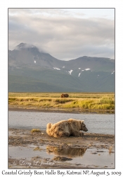 Coastal Grizzly Bear