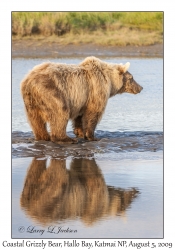 Coastal Grizzly Bear