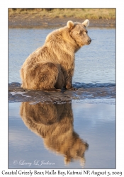 Coastal Grizzly Bear