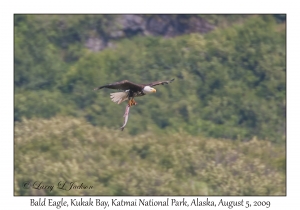 Bald Eagle