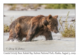 Coastal Grizzly Bear