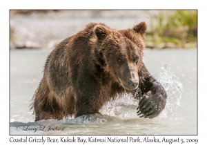 Coastal Grizzly Bear