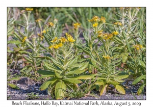 Beach Fleabane