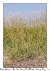 Dune Grass