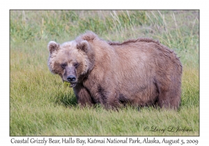 Coastal Grizzly Bear