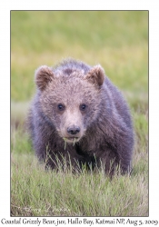 Coastal Grizzly Bear