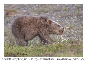 Coastal Grizzly Bear