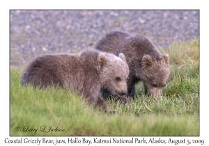 Coastal Grizzly Bears