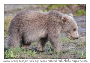 Coastal Grizzly Bear