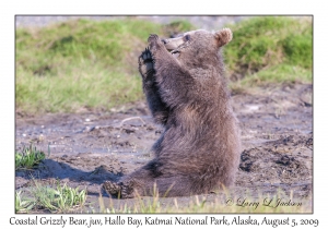 Coastal Grizzly Bear