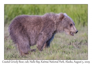 Coastal Grizzly Bear