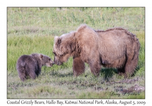 Coastal Grizzly Bears