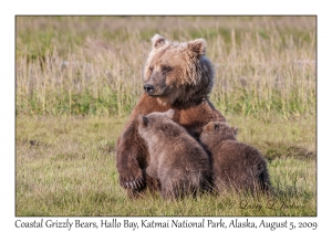 Coastal Grizzly Bears