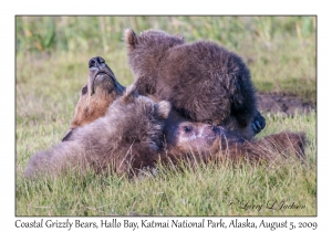 Coastal Grizzly Bears