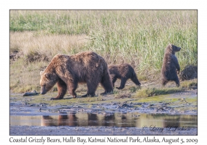 Coastal Grizzly Bears