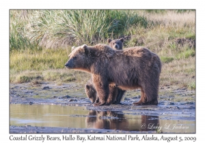 Coastal Grizzly Bears