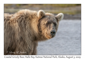 Coastal Grizzly Bears