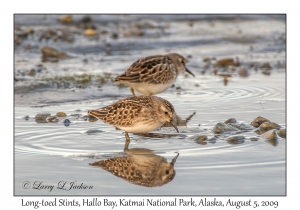 Long-toed Stints