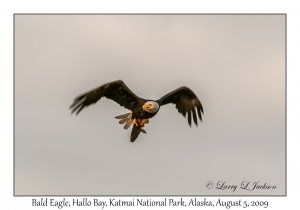 Bald Eagle