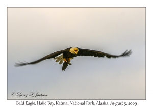 Bald Eagle