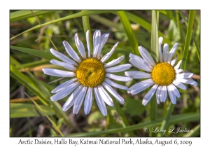 Arctic Daisies