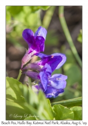 Beach Pea