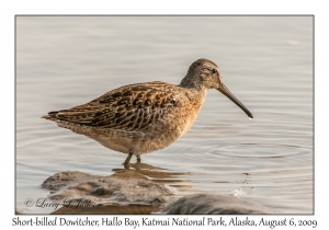 Short-billed Dowitcher