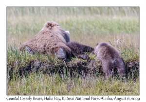 Coastal Grizzly Bears