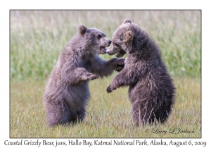 Coastal Grizzly Bears