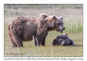 Coastal Grizzly Bears