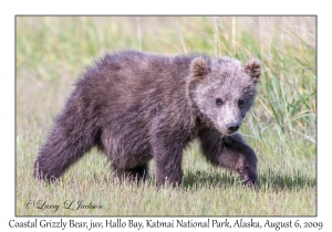 Coastal Grizzly Bear