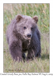 Coastal Grizzly Bear