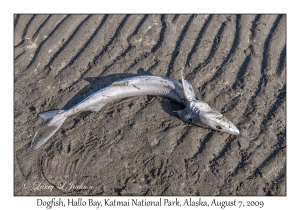 Dogfish