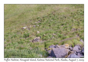 Puffin Habitat