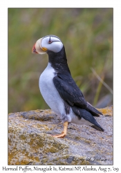 Horned Puffin