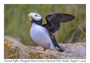 Horned Puffin