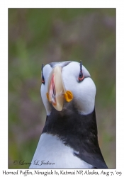 Horned Puffin