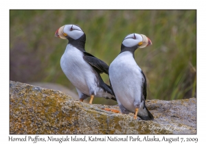 Horned Puffins