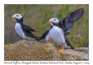 Horned Puffins